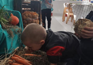 Chłopiec ogląda marchewki leżące na sianie. Jest pochylony, klęczy na kolanach..