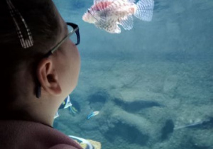 Dziewczynka obserwuje rybę w akwarium.