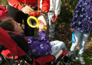 Dziewczynka siedząca w wózku i oglądająca przez lupę liście i owoce jarzębiny.