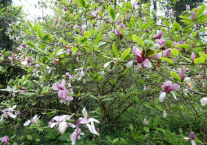 Krzew kwitnącej magnolii.