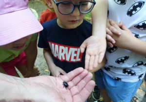 Dzieci obserwują żuka leżącego na dłoni.