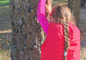 Dziewczynka dotyka korę drzewa.