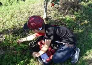 Chłopiec zbiera z trawy jabłka do skrzynki.