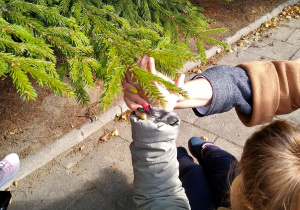 Dziewczynka dotyka igieł drzewa iglastego.