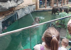 Dzieci obserwują kąpiel słoni w basenie.