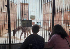 Dzieci przyglądają się małej żyrafie.