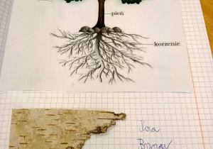 Rysunek z budową drzewa.