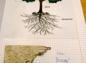 Światowy Dzień Drzewa