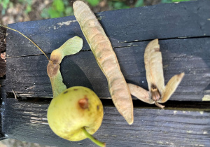 Leśne zbiory - owoce i nasiona drzew.