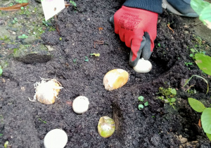 Uczeń sadzi cebulki kwiatów w ziemi.