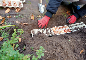 Uczeń przygotowuje ziemię do sadzenia cebulek.