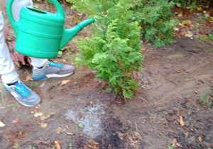 Uczeń podlewa iglaki.