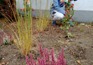 Grządka z wrzosami i ozdobnymi trawami.