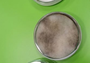 Naczynia z hodowlą bakterii.