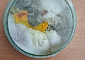 Naczynie z hodowlą bakterii.