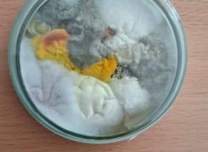 Dzieje się na lekcjach biologii ...