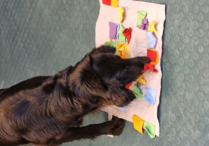 Pies podczas zajęć pokazowych.