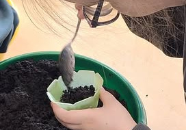 Dziewczynka wsypuje ziemię do doniczki.