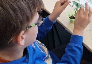 Chłopiec sadzi roślinkę w doniczce.