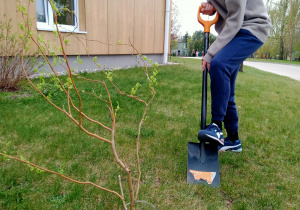 Uczeń kopie szpadlem dół.