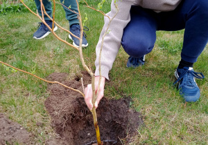 Uczeń sadzi sadzonkę drzewa.