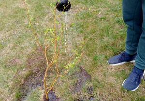 Uczeń podlewa konewką drzewo.