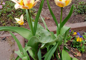 Kwitnące tulipany.