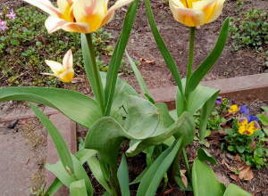 Wiosna w ogrodzie i na stole.