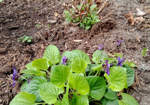 Kwitnące fiołki i hiacynty.