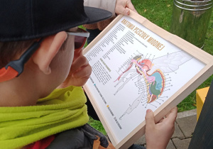 Chłopiec ogląda planszę z anatomią pszczoły.