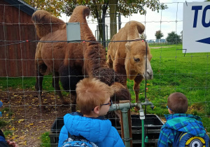 Chłopcy oglądają zwierzęta w zoo.
