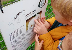 Dziecko ogląda plansze informacyjna o białym wilku.